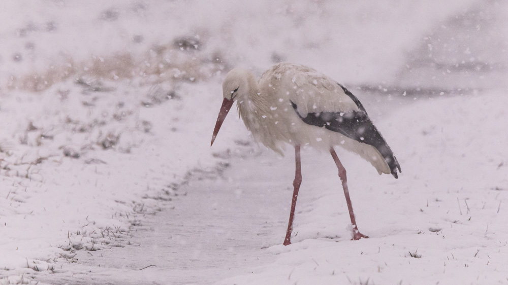 Platz 9 Anton Kienle